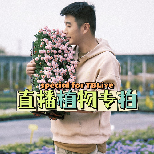 直播间盆栽花卉植物植物