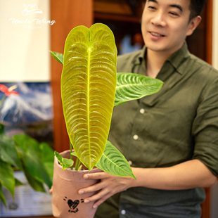 种花王大爷 火鹤王后花烛盆栽阳台庭院耐阴观叶植物好养易活植物