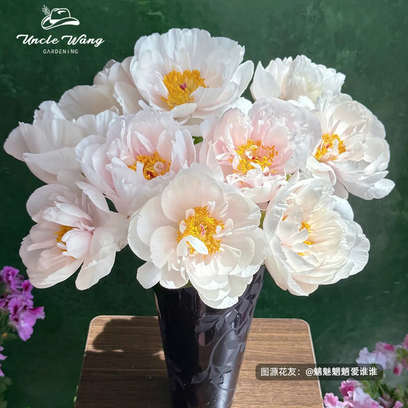 种花王大爷 芍药裸根苗庭院阳台耐寒花园耐寒多年生花色图片