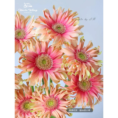 种花王大爷 非洲菊2加仑花卉阳台庭院花园植物简单好养观花花期长