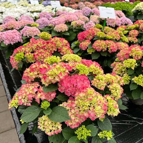 种花王大爷 绣球天堂岛花苗盆栽多年生阳台庭院耐寒花卉