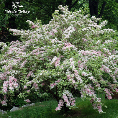 种花王大爷 花叶锦带土球苗花灌木植物花园庭院耐热观叶观花