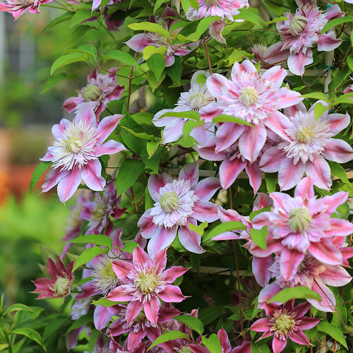 种花王大爷 铁线莲花卉6L盆栽阳台庭院爬藤花卉多年生花卉
