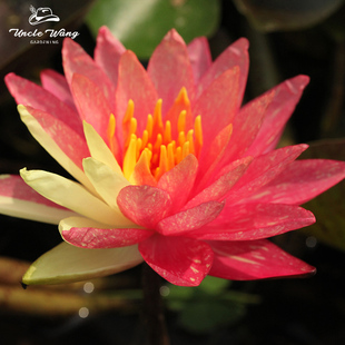 种花王大爷  睡莲裸根组合水培花苗植物室内外庭院水塘观赏水生
