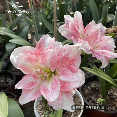 种花王大爷 澳洲朱顶红蜂鸟多年生球根花卉花园阳台盆栽