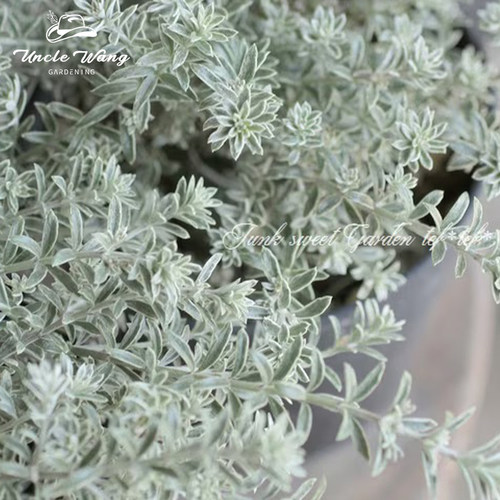 种花王大爷 澳洲迷迭香多年生香草植物提神趣味阳台驱虫好养