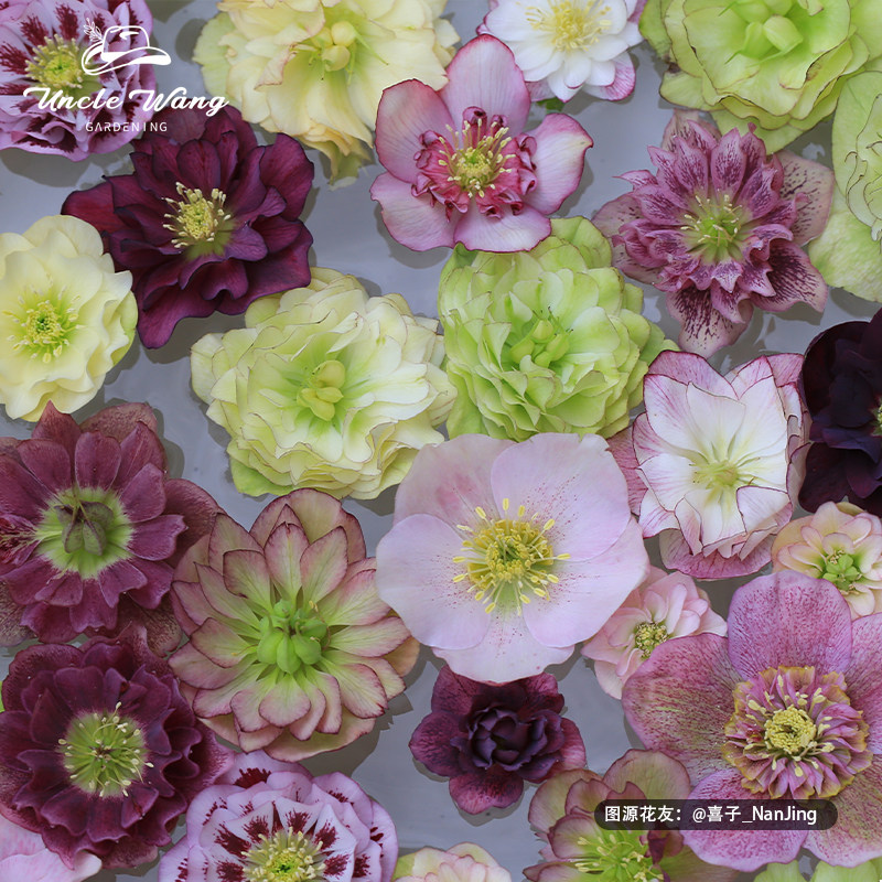 种花王大爷 东方系列铁筷子混苗花卉盆栽花苗阳台庭院耐寒植物,鲜花速递/花卉仿真/绿植园艺,时令草本花卉,淘宝优惠券,粉丝福利购,淘宝优惠卷