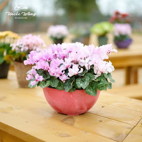 种花王大爷 ARTSTONE菲奥纳圆钵阳台花盆