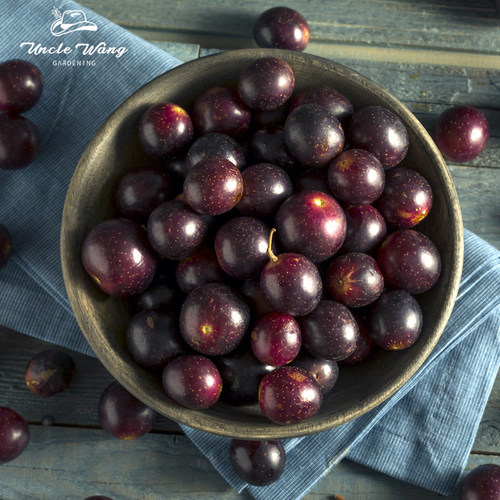 种花王大爷 圆叶葡萄苖盆栽果树爬藤植物耐寒南北方