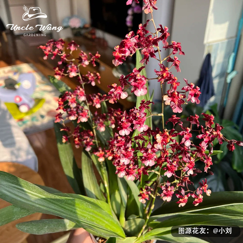 种花王大爷 文心兰泰国香水室内桌面盆栽部分带香水味冬春季开花