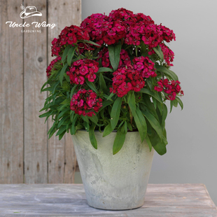 种花王大爷 石竹盆栽花卉阳台庭院花卉植物花卉盆栽花苗耐寒
