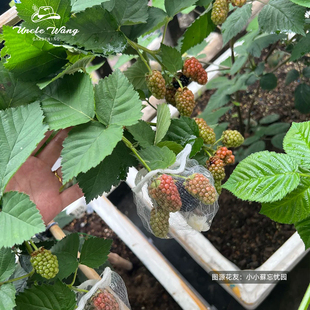 种花王大爷 树莓黑莓果苗盆栽多年生水果树庭院耐热耐寒果树苗