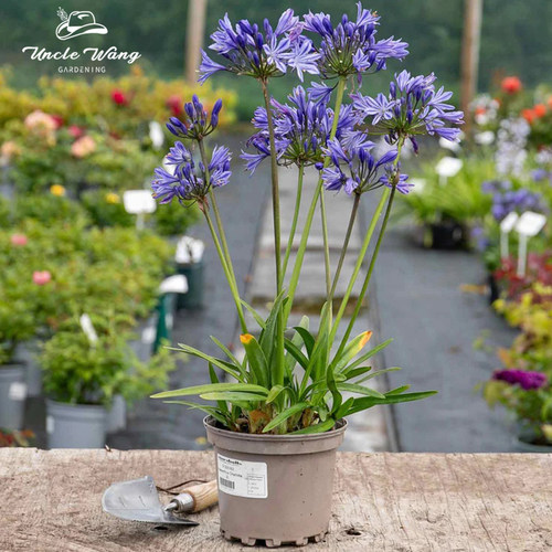 种花王大爷 百子莲多年生花苗宿根植物好养易活庭院阳台观赏花卉
