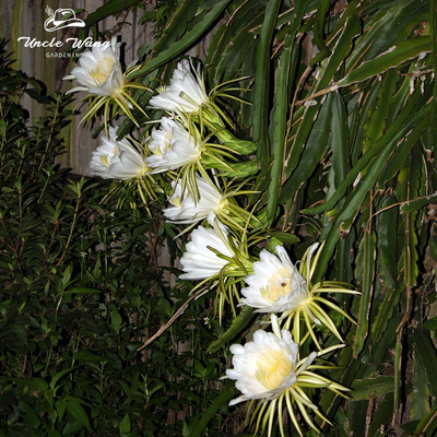 种花王大爷  小叶昙花大叶昙花合集雨林办公桌观叶观花绿植花卉