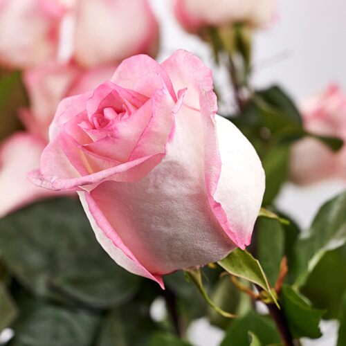 种花王大爷 月季盆栽丰花勤开品种绿植盆栽阳台庭院四季开花