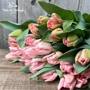 5度球种球花卉地栽花卉植物耐寒 草莓芝士 种花王大爷 郁金香