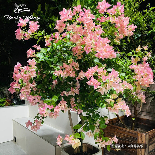 种花王大爷 三角梅盆栽花苗爬藤植物室内庭院四季阳台花卉开花