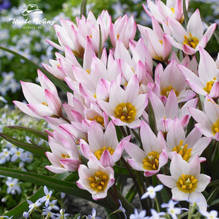 种花王大爷 郁金香种球原生郁金香可地栽盆栽耐寒花卉球根