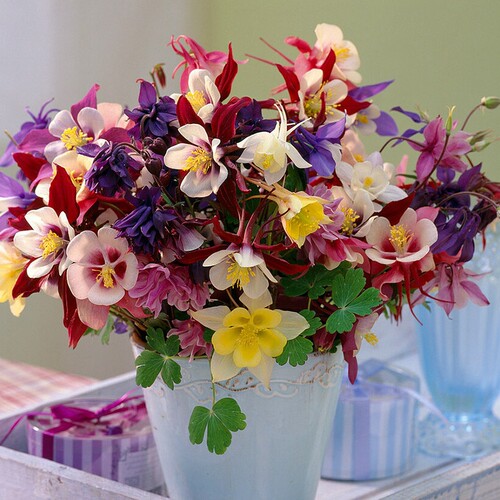 种花王大爷 大花耧斗菜花卉盆栽阳台庭院耐阴耐寒植物好养