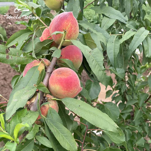 种花王大爷 桃子树桃树果苗多年生盆栽种植阳台庭院