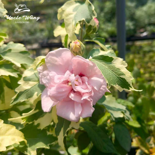 种花王大爷 花叶木槿花苗盆栽耐热好养多年生阳台庭院花卉