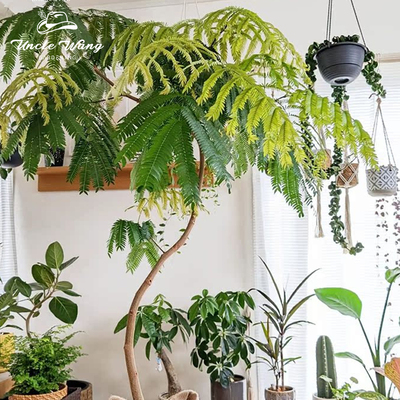 种花王大爷 密叶猴耳环绿植盆栽多年生植物室内观叶绿植盆栽