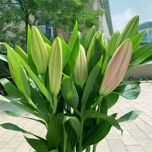 鲜花花束云南昆明基地直发香水百合花速递同城配送生日礼物妇女节