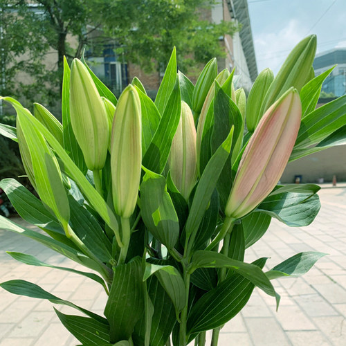 基地直发昆明水养圣诞节百合花