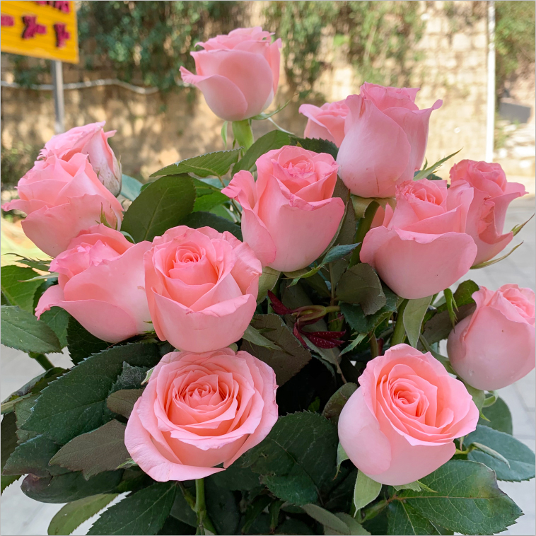 鲜花花束玫瑰花云南直发昆明基地配送生日家用洛神弗洛伊德戴安娜