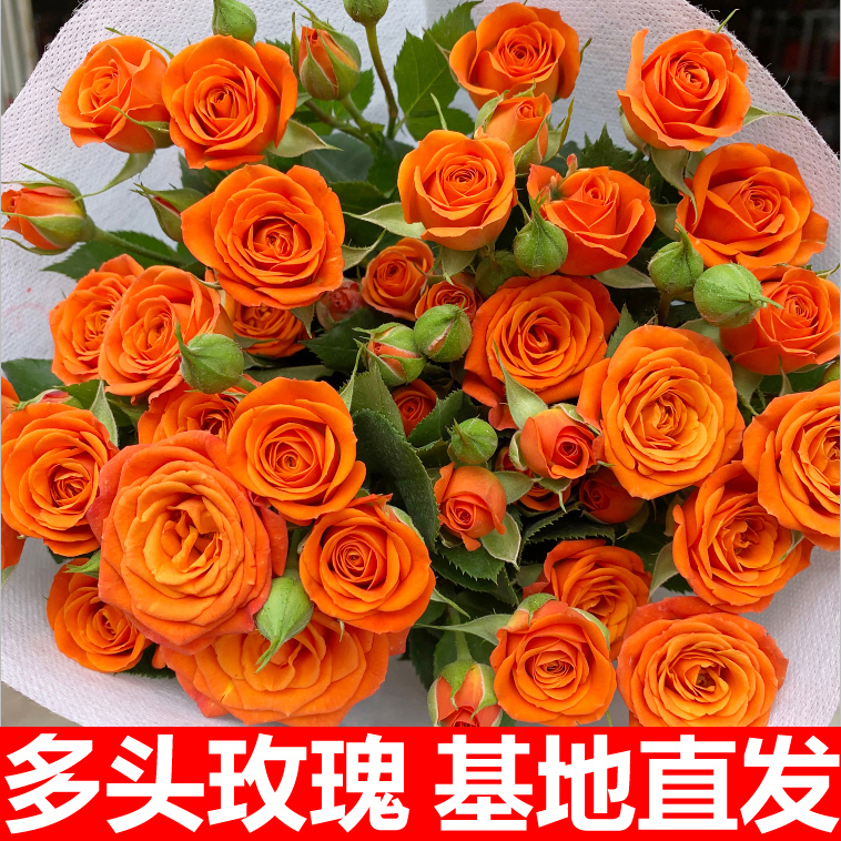 多头玫瑰花泡泡云南鲜花花束基地直发速递同城生日橙色芭比妇女节