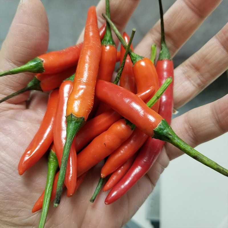 新鲜蔬菜农家自种泰国小米辣椒红辣椒指天椒朝天椒小泰椒泡椒原料