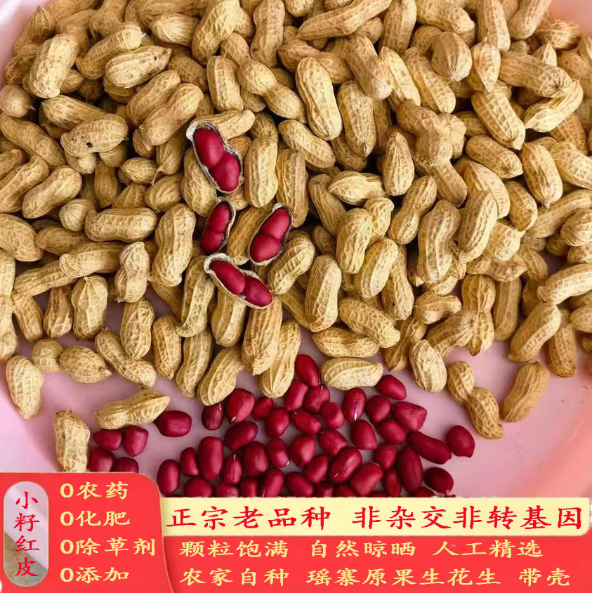 小籽红皮老品种富硒生花生