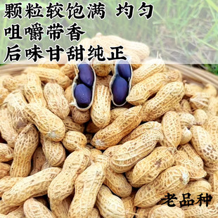 黑花生富硒黑花生带壳小籽黑花生老品种黑皮祖辈自留种籽湖南特产