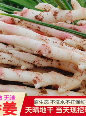 江永香姜现挖现卖带泥无渣脆嫩