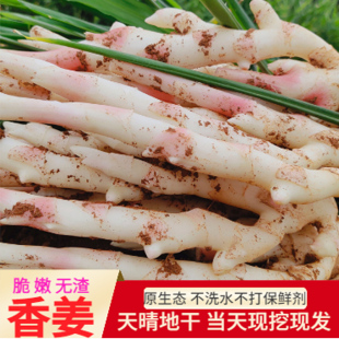 江永香姜嫩姜仔姜生姜脆嫩无渣红芽姜现挖现卖带泥发货农家自种