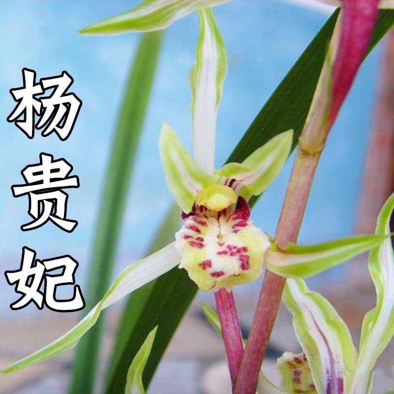 自然老种苗寒兰【杨贵妃】兰花苗清香型细叶素心室内盆栽植物