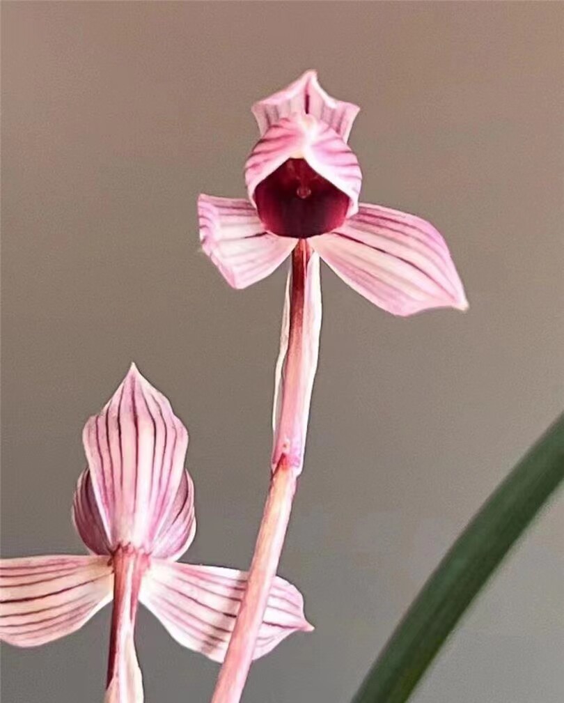 带花苞当年开花兰花苗盆栽花卉 莲瓣兰保山红素 阳台庭院绿植花卉