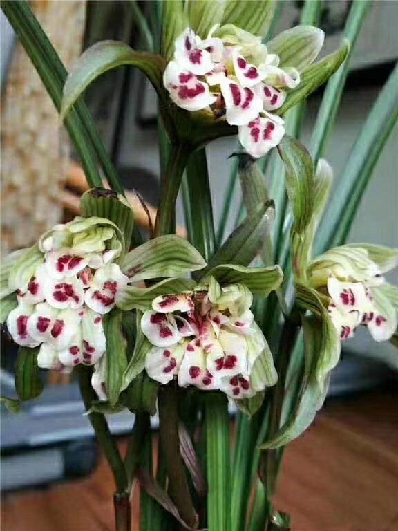 包邮四川兰花苗盆景 春剑【凤凰牡丹】浓香室内绿植花卉盆栽