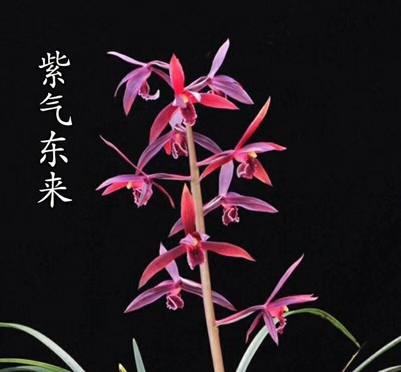 包邮自然老种兰花苗 蕙兰【紫气东来】阳台花卉绿植盆景