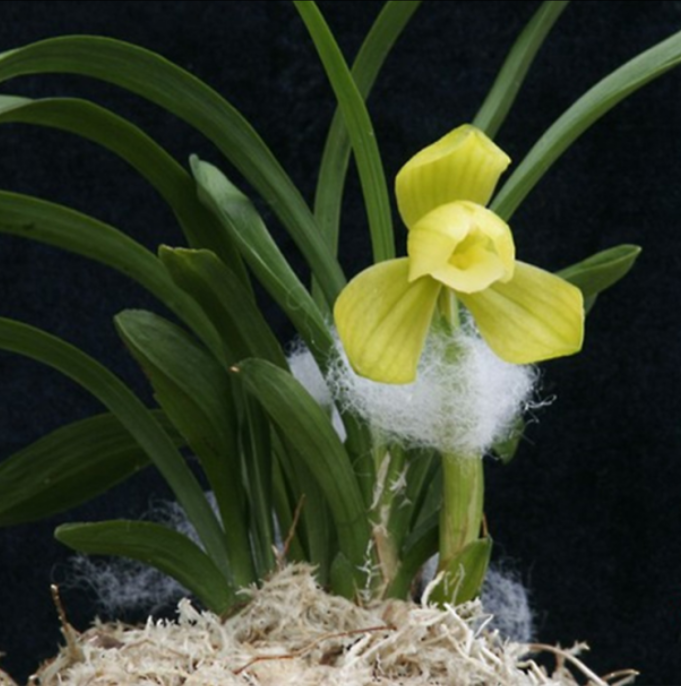 当年开花自然老种春兰【天逸荷】兰花苗阳台浓香花卉绿植盆栽