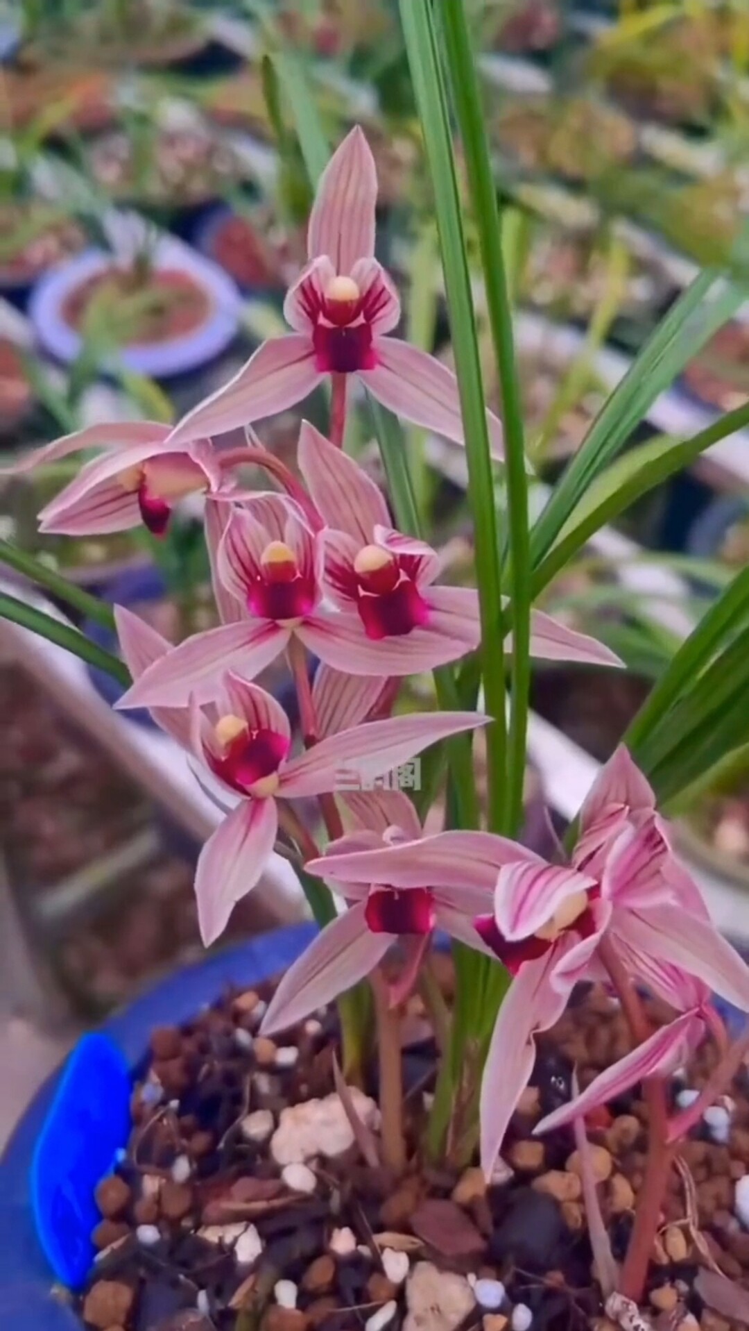 当年开花浓香名品兰花苗 莲瓣兰丽江红 阳台客厅绿植花卉兰花