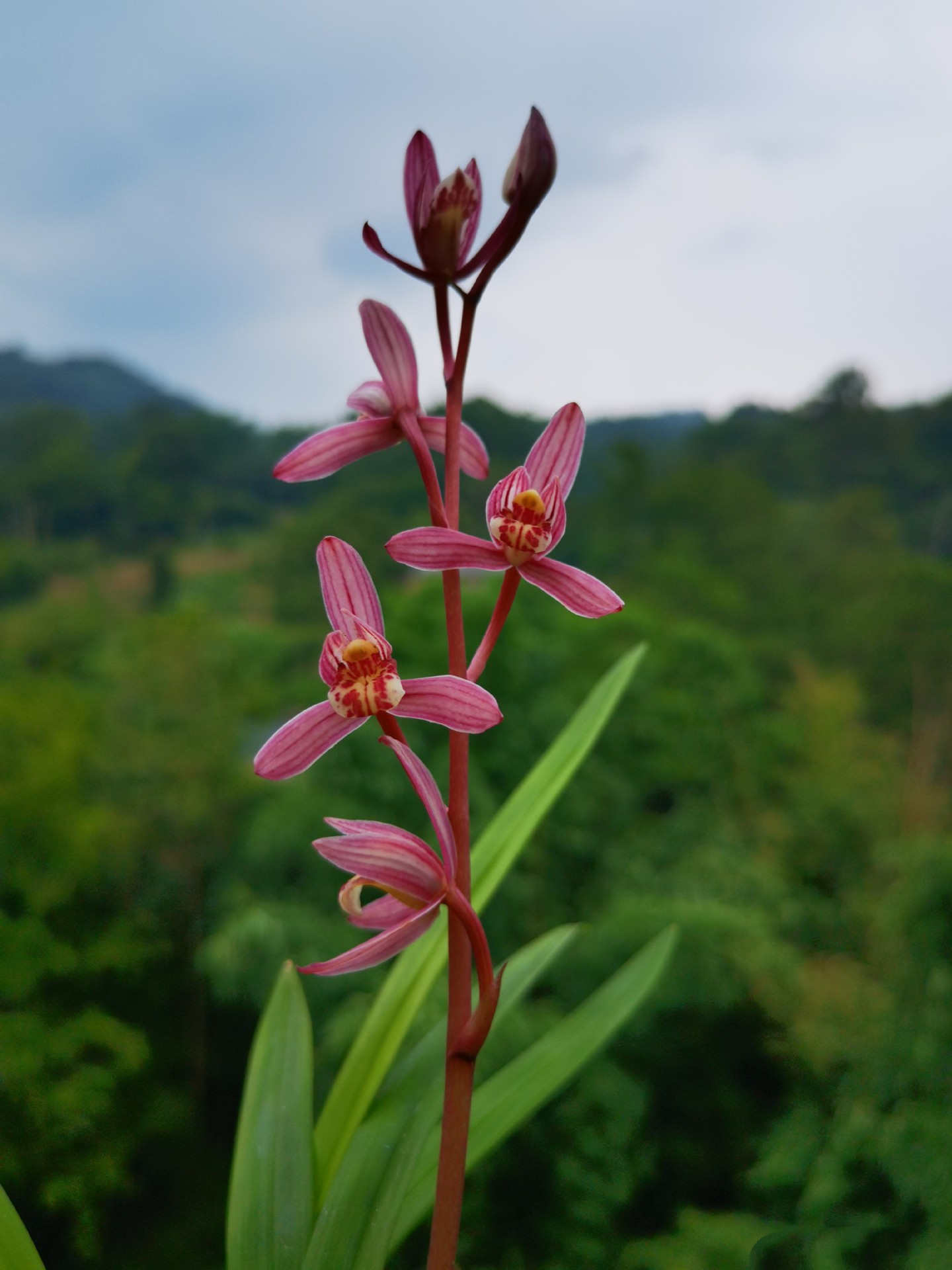 当年开花四季开花兰花苗建兰玫瑰妖姬 浓香阳台室内绿植花卉