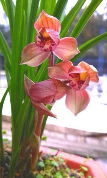 包邮四川兰花苗 春剑【大红荷】浓香室内绿植花卉盆景园艺