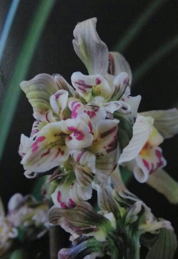包邮兰花苗 莲瓣兰 锦上添花 阳台盆栽绿植植物花卉盆景