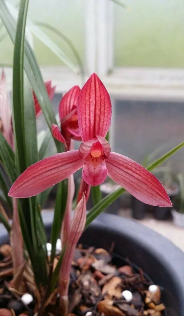 包邮自然老种兰花苗 春兰【久红】浓香阳台绿植花卉盆栽园艺