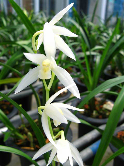 包邮兰花苗 建兰 色花漓江雪 阳台盆栽绿植植物花卉盆景