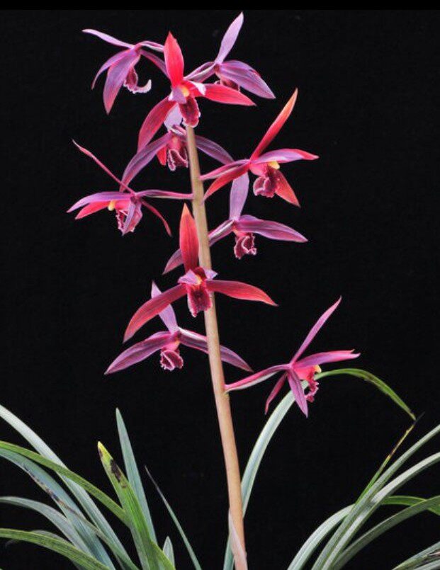 云南室内兰花苗阳台花卉绿植盆栽自然老种浓香 蕙兰 红素