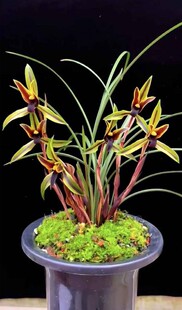 包邮云南带花苞浓香兰花苗盆栽 春兰包公魂 兰花苗草花卉绿植盆栽