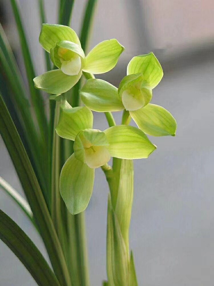 包邮四川自然老种兰花苗 春剑【雨露】浓香绿植花卉园艺盆景