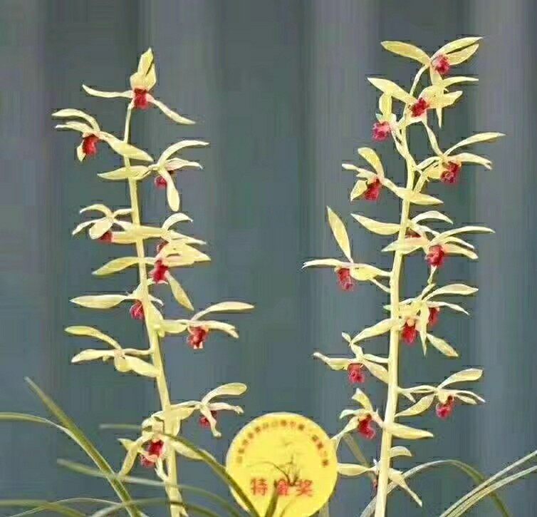包邮自然老种兰花苗 蕙兰【夕颜】浓香阳台绿植花卉盆景园艺